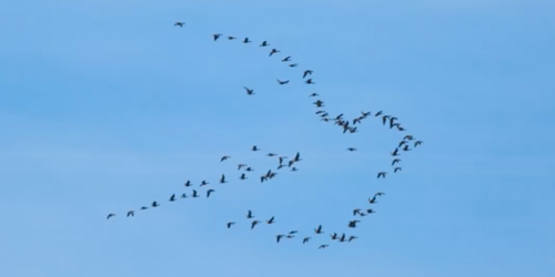 Vol d'oies sauvages en formation d'oiseau